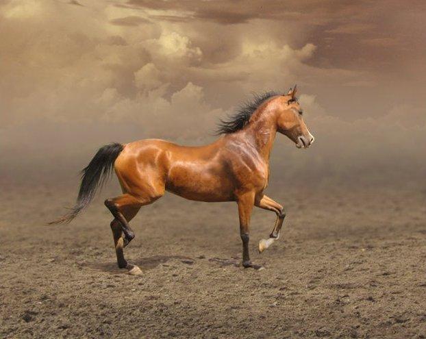Arabų arklys