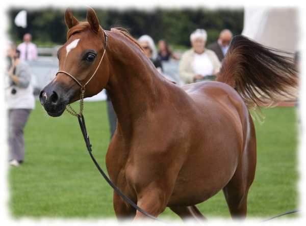 пасмине коња арапски