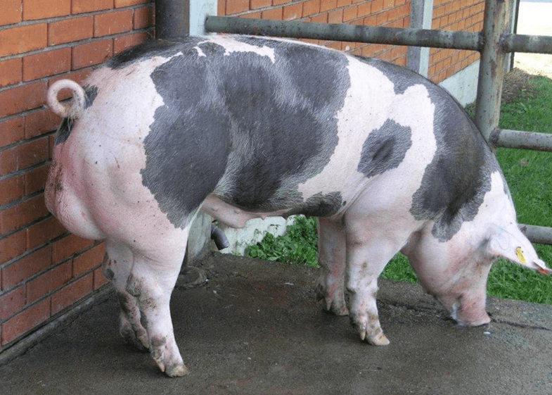 Пасмина свиња Пиетраин