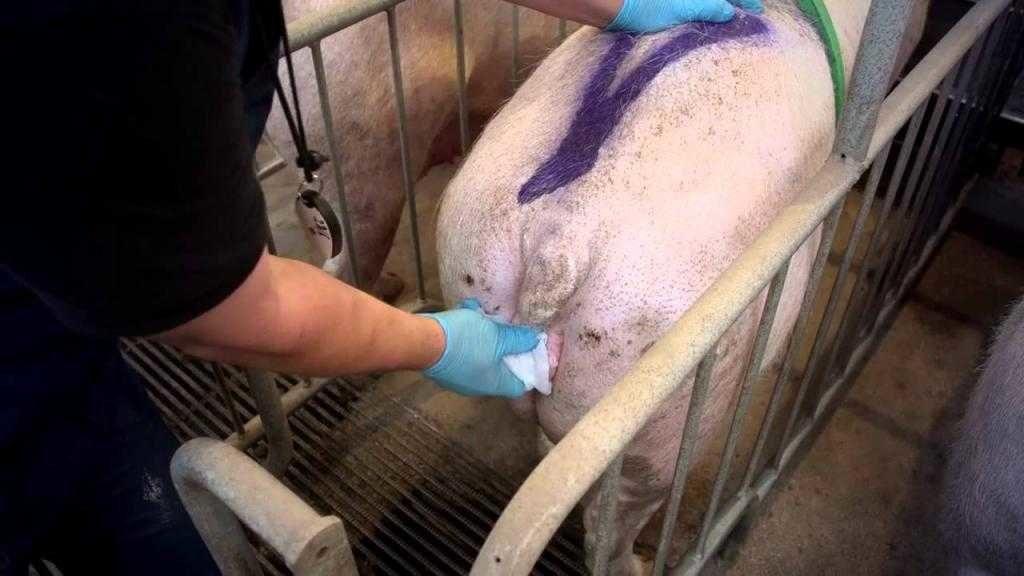 inseminación artificial de cerdos