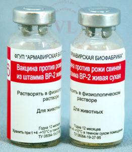 Instructions pour l'utilisation du vaccin contre l'érysipèle chez le porc, effets secondaires et contre-indications
