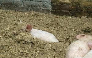 Врсте и правила за употребу легла за свиње