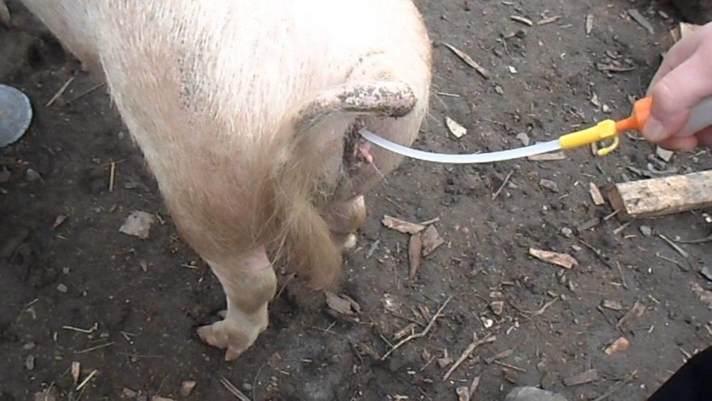 insémination artificielle de porcs