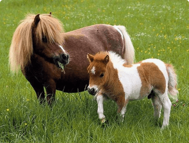 mini kôň