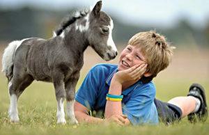 Opis pasmina mini konja i pravila skrbi, najmanjih jedinki na svijetu