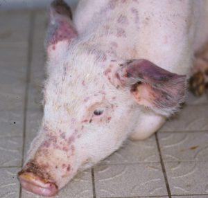 Tecken, symtom och behandling av grispasteurellos, förebyggande