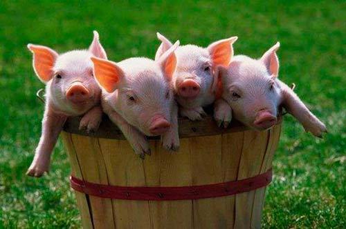 små grisar