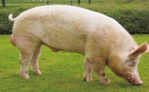 Beskrivelse og karakteristika for Yorkshire-svineopdræt, avls- og plejebestemmelser