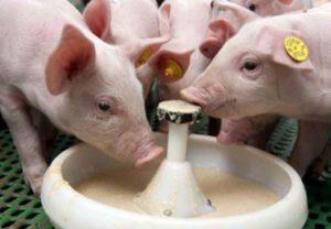 Comment élever correctement le lait en poudre, sa composition et sa valeur pour les porcelets