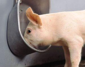 Tipos y requisitos para bebederos para cerdos, cómo hacerlo usted mismo e instalación.