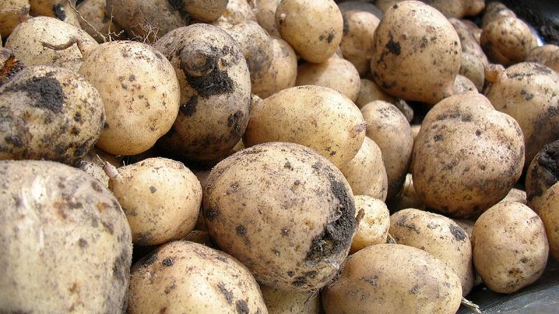 patate mature