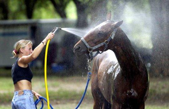 прање коња