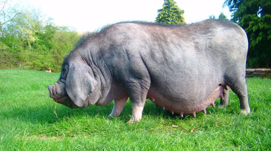 cerdo chino