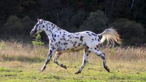 Опис и карактеристике алтајске пасмине коња, карактеристике садржаја