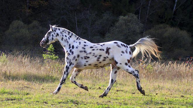 Алтајска пасмина коња