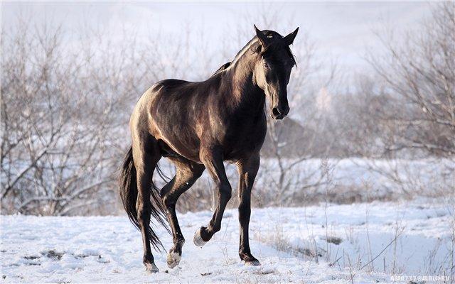 Karachai arklio veislė