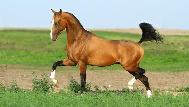 Akhal-Teke hest