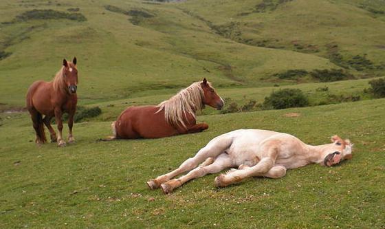 el caballo esta durmiendo