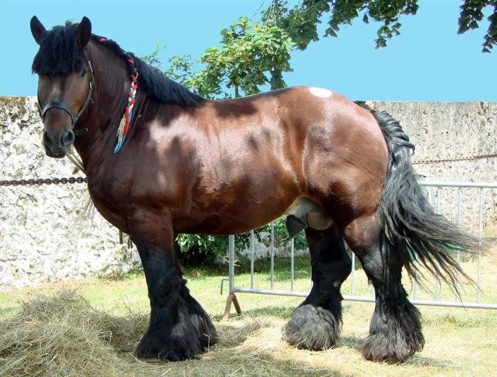 Škotijos clydesdale