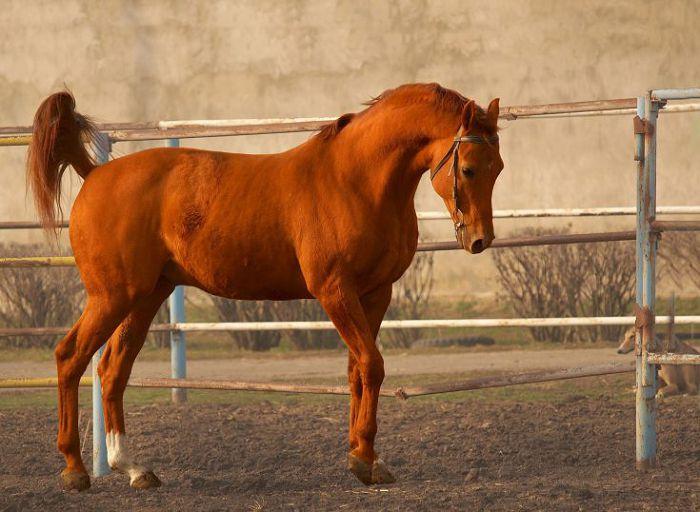 Budyonnovská kůň