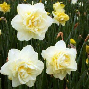 Narcissus veislės Obdam aprašymas ir ypatybės, sodinimo ir priežiūros taisyklės