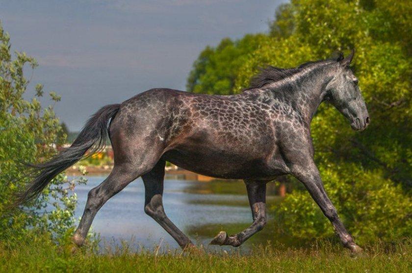 Plemeno koní Karachai