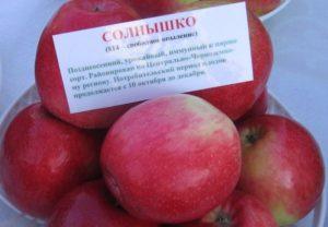 Descripción y características del manzano Solnyshko, reglas de plantación y cuidado.