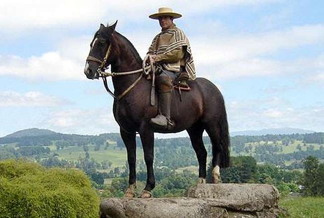 jazdecký kôň Čílsky
