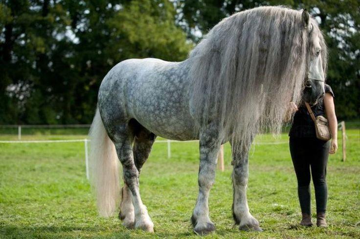 en vacker häst