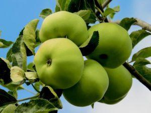 Описи најбољих сорти јабука за узгој у Сибиру и начин правилног збрињавања