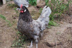 Beskrivning och egenskaper hos den Andalusiska blå kycklingrasen, underhållsregler