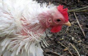 Hur man snabbt kan bli av med fjädrar i kycklingar hemma, rättsmedel för behandling