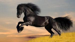 Historien om utseendet och hur mustangrasens hästar skiljer sig, är det möjligt att temma en häst