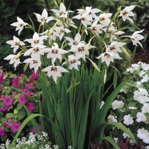 Beskrivningar och sorter av doftande gladiolus eller syrande medel, regler för plantering och vård
