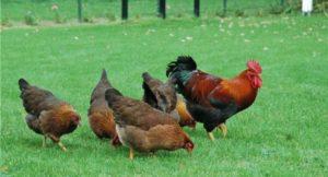 Descripción y características de los pollos de la raza welzumer, reglas de mantenimiento y análogos.