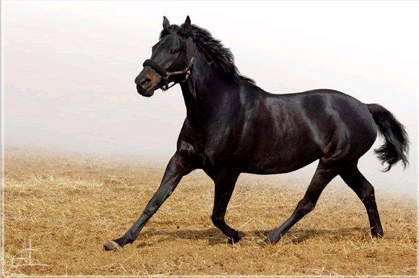 Kabardisch paardenras