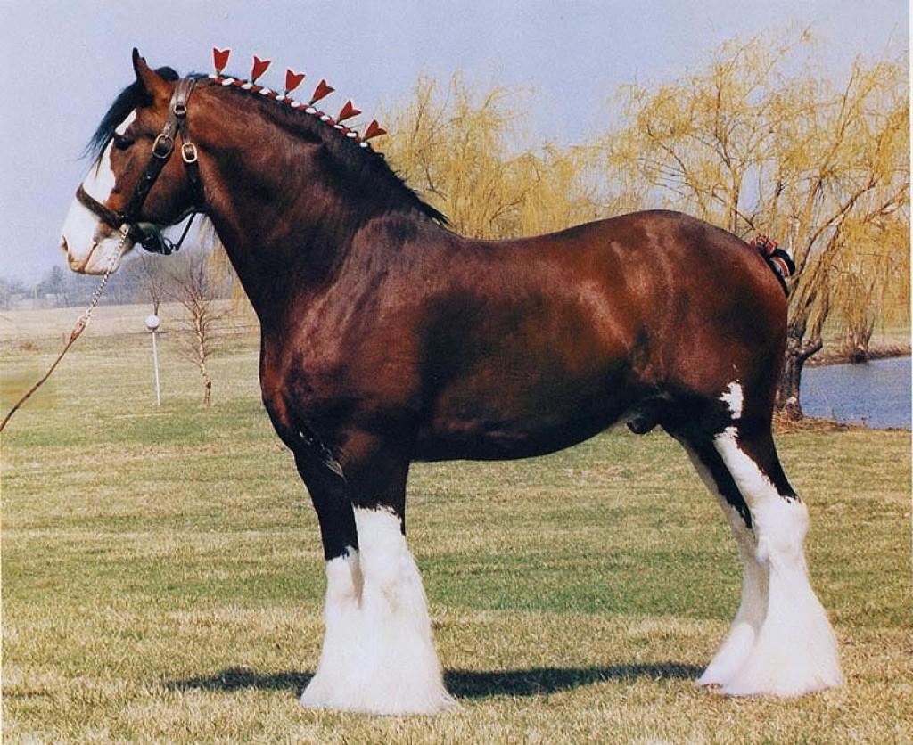 Clydesdale scozzese