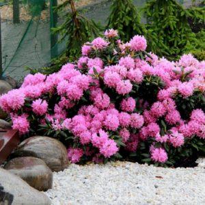 Szabadtéri rododendronok ültetésének és gondozásának szabályai, a téli felkészülés
