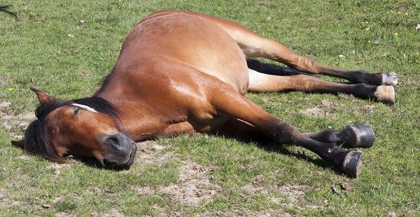 el caballo esta durmiendo