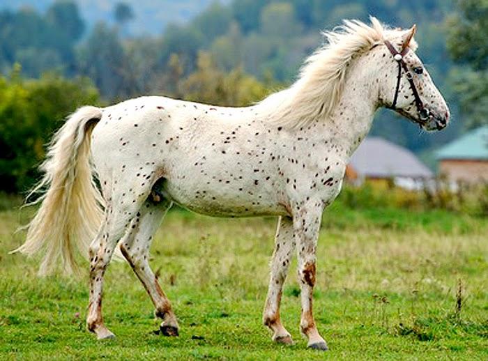 Алтајска пасмина коња