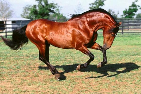 Андалузијски коњ