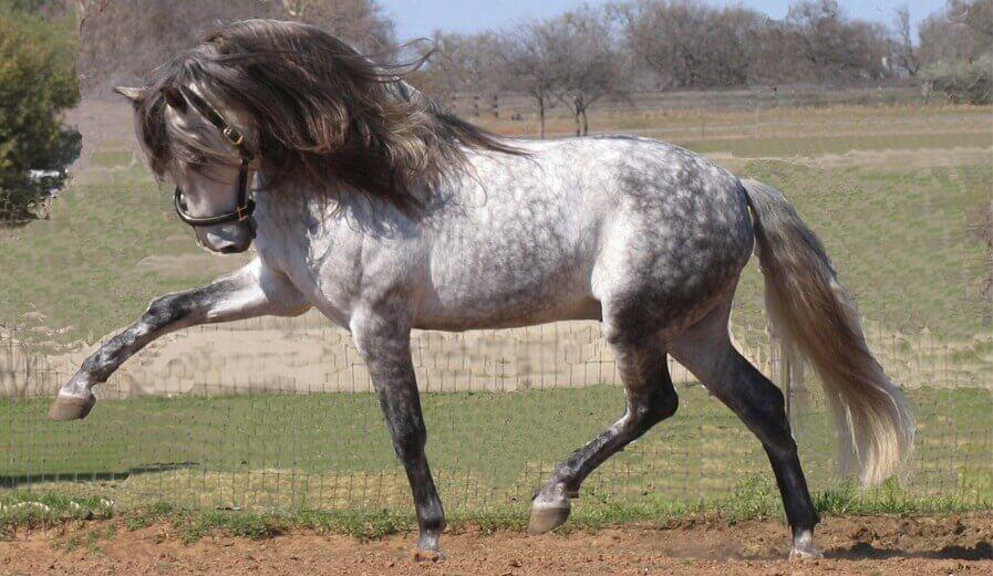 Andalūzijos arklys