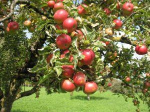 Beskrivning och egenskaper hos Elena äppelträd, planterings- och odlingsregler
