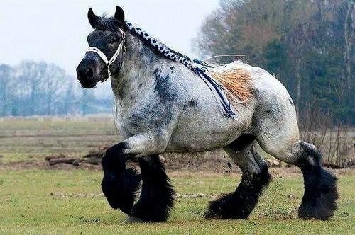 Арденнес коњ