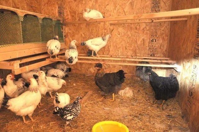 Belüftung im Hühnerstall