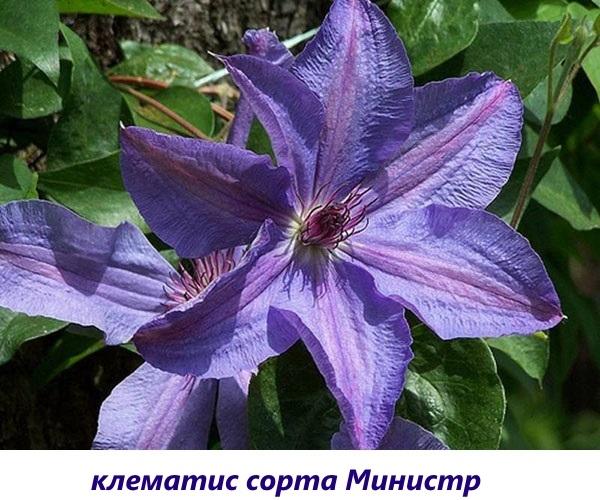 minister pre clematis