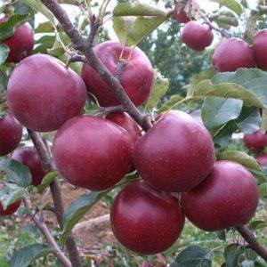 Opis a charakteristika jablone Florina, pravidlá výsadby a starostlivosti