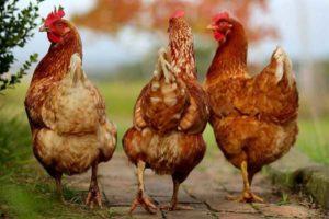 Sasso veislės viščiukų aprašymas ir savybės, taisyklės ir turinio ypatybės