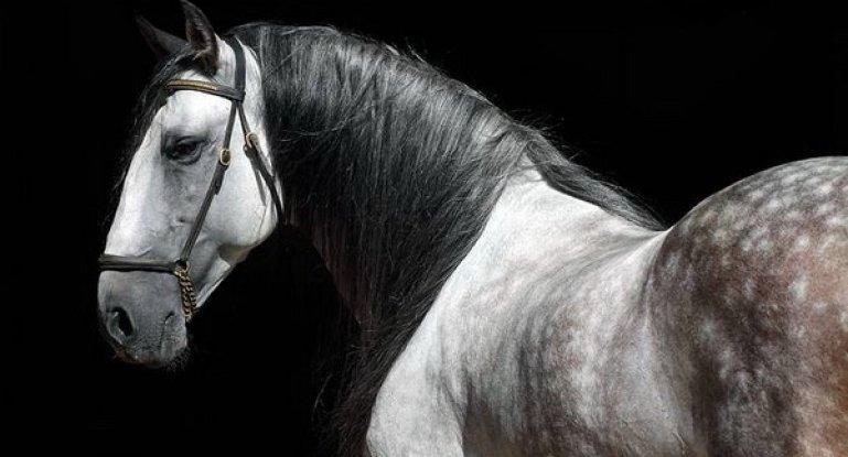 Andalūzijos arklys