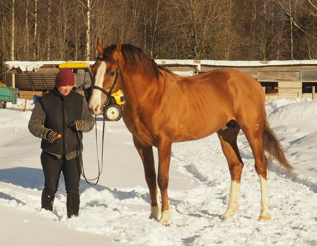 Будионновскаиа пасмина коња